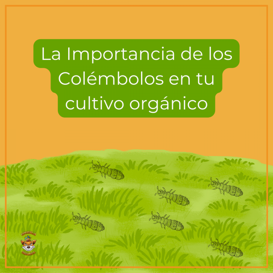 La Importancia de los Colémbolos en tu cultivo orgánico