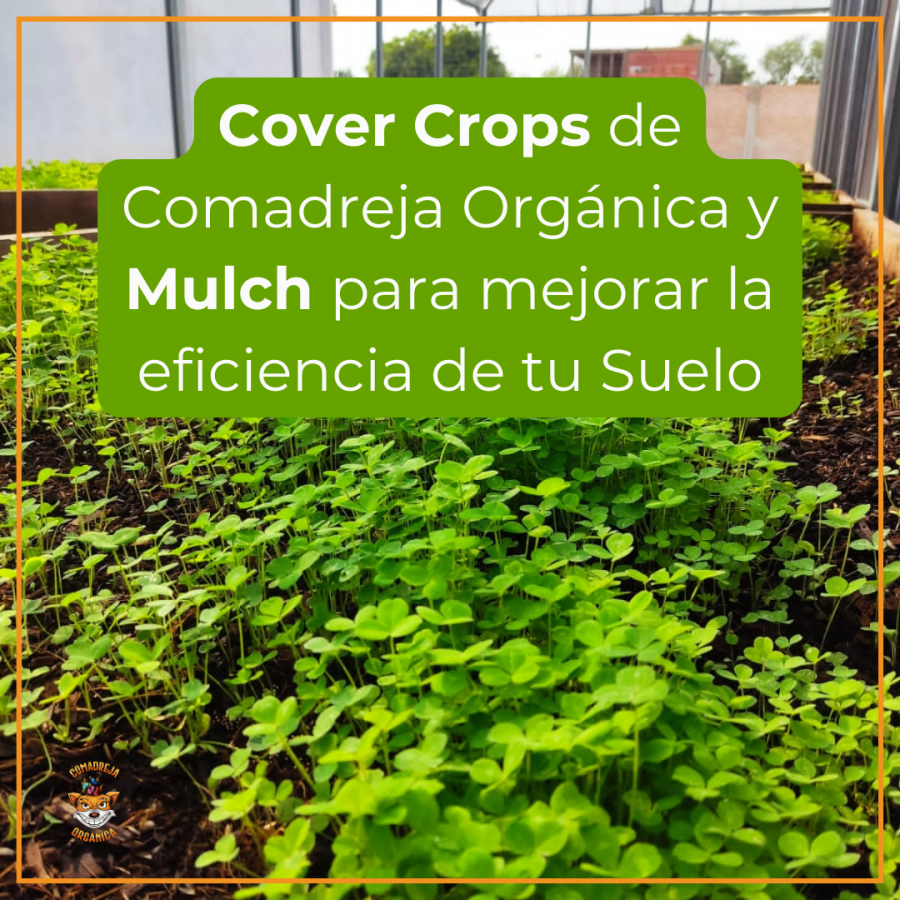 Cover Crops de Comadreja Orgánica y Mulch para Mejorar la eficiencia de tu Suelo