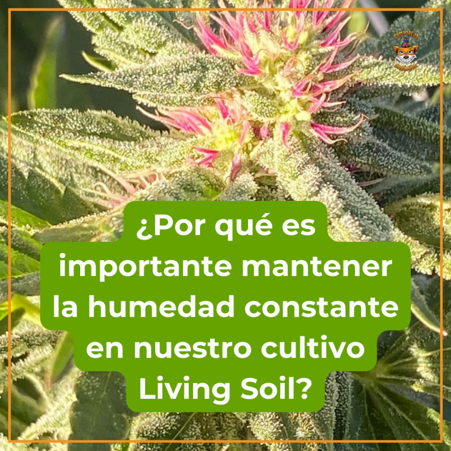 ¿Por qué es importante mantener la humedad constante en nuestro cultivo Living Soil?